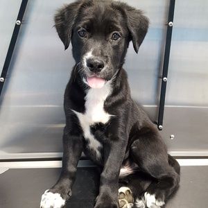 Meet your Posher, Susann